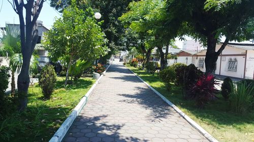 Footpath amidst trees in park