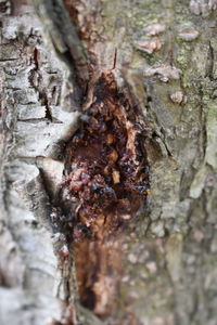 Full frame shot of tree trunk