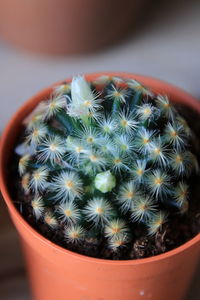 High angle view of potted cactus plant in pot