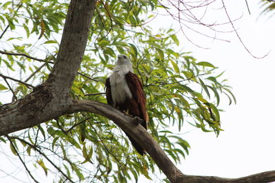 Low angle view of bird perching on tree against sky