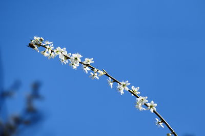 Low angle view of cherry blossoms in spring