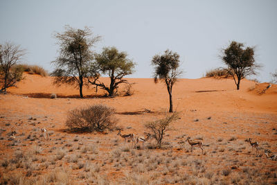 Trees on desert against sky