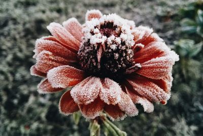 Close-up of flower against blurred background