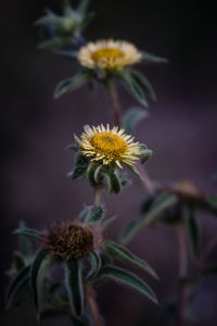 Close-up of wilted flower