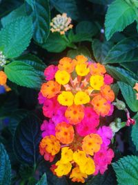 Close-up of yellow flower