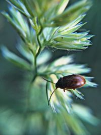 Close-up of insect on flower