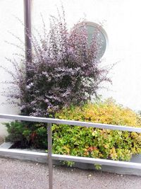 Close-up of flower trees against blurred background