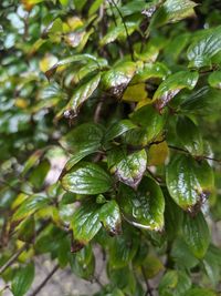 Close-up of wet plant leaves