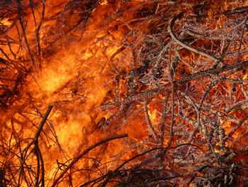 Close-up of tree against orange sky