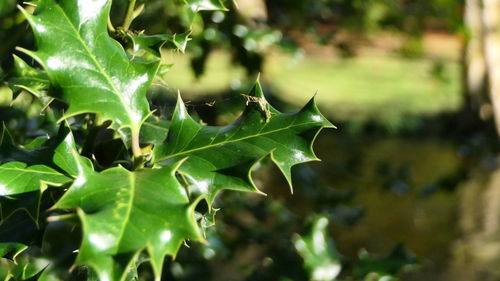 Close-up of green leaves