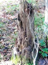 Close-up of tree trunk in forest