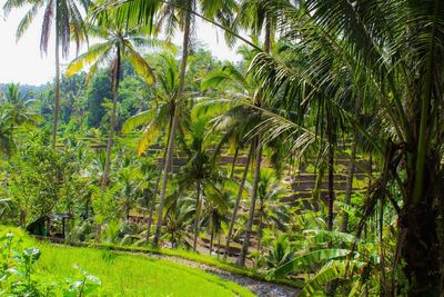 View of palm trees