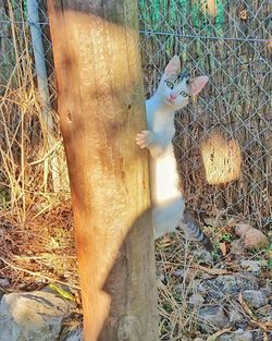 View of an animal on field