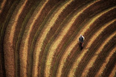 Aerial view of man on agricultural field