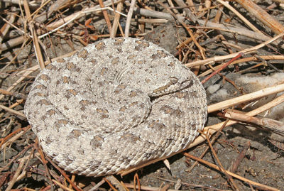 High angle view of crab on field