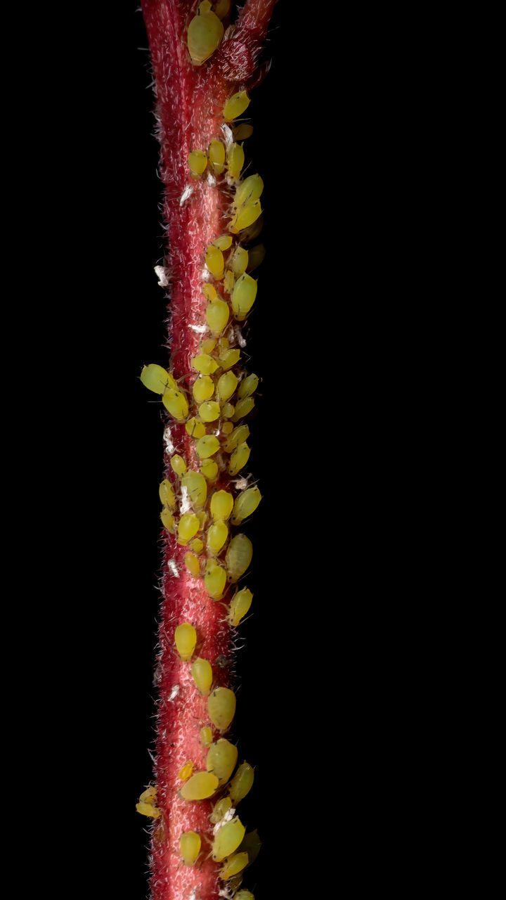 CLOSE-UP OF MULTI COLORED PINK FLOWER AGAINST BLACK BACKGROUND