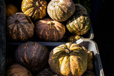 High angle view of pumpkins