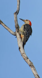 Low angle view of bird perching on a tree