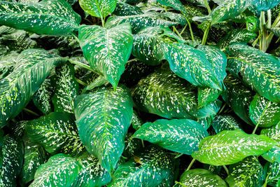 Full frame shot of vegetables