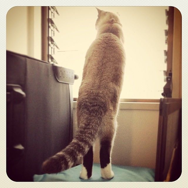 one animal, domestic animals, pets, animal themes, transfer print, mammal, indoors, window, auto post production filter, domestic cat, cat, dog, sitting, looking through window, animal head, car, looking away, feline, home interior, close-up