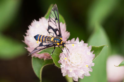 Close-up of insect on flower