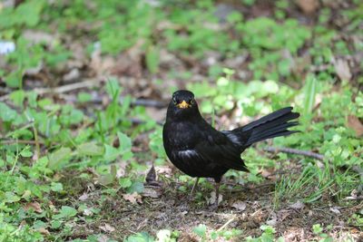 Close-up of bird perching on a field