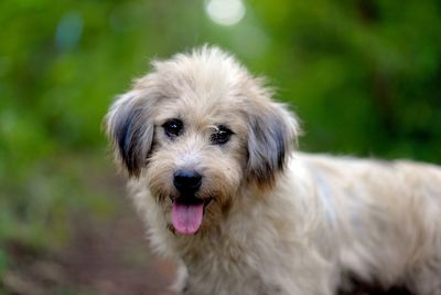 Close-up portrait of dog