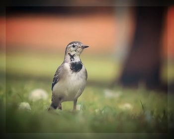 Close-up of bird perching outdoors