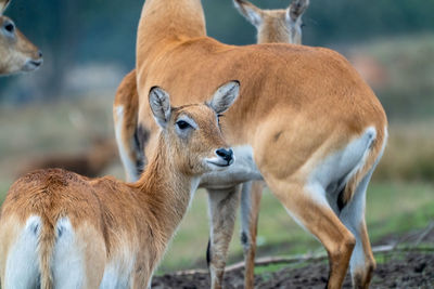 A deer looking behind in a herd in the wilderness