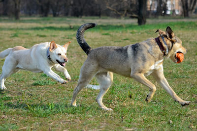 Dogs running on grassy field