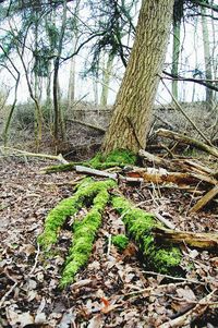 Trees in forest