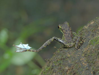 Close-up of a frog on branch