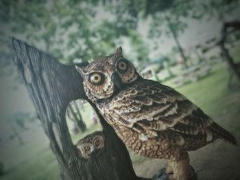 Close-up portrait of owl