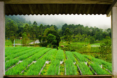 Scenic view of agricultural field