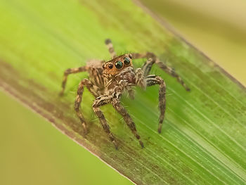 Close-up of spider on leaf