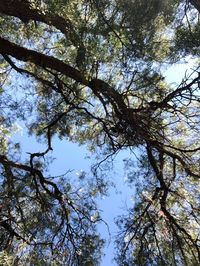 Low angle view of trees against sky