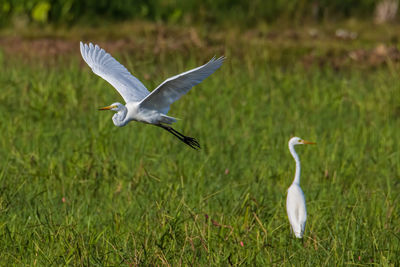 Bird flying over a field