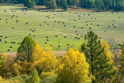 High angle view of trees on field