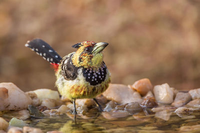 Close-up of sparrow perching on a bird