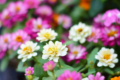 Close-up of pink flowering plants