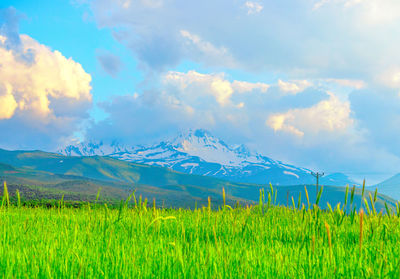 Scenic view of field against sky