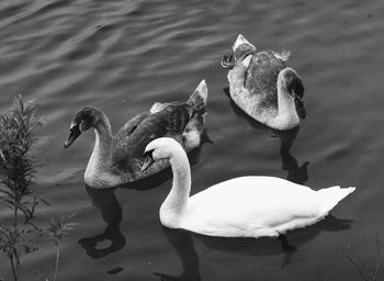 Swans swimming in lake