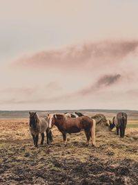 Horses standing in a field