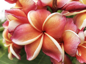 Close-up of pink rose flower