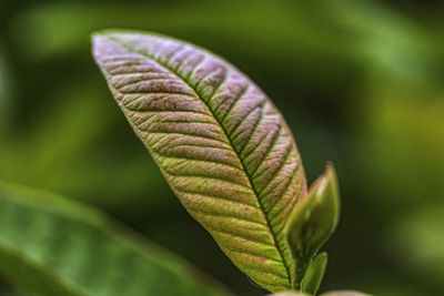 Close-up of fern leaf