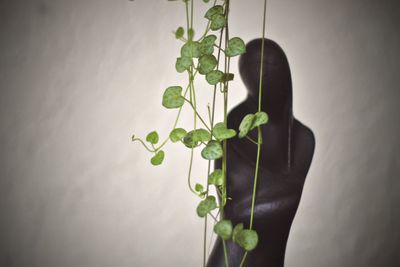 Close-up of potted plant against wall