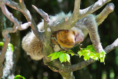 Close-up of squirrel on tree