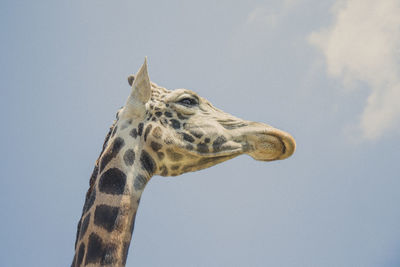 Close-up of giraffe
