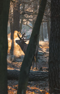 Deer in forest