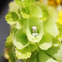 Close-up of green plant